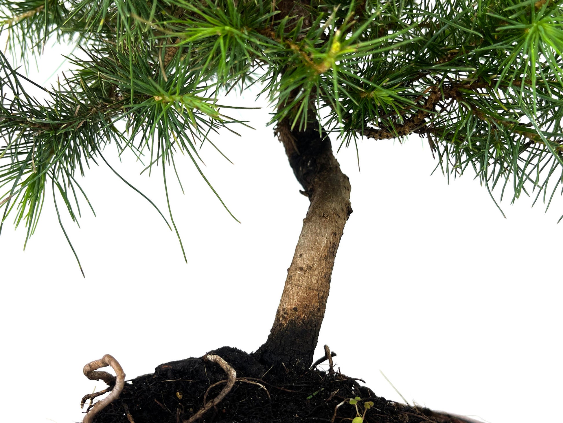 Bonsái Pinus Halepensis – Pino Carrasco 8 Años_3