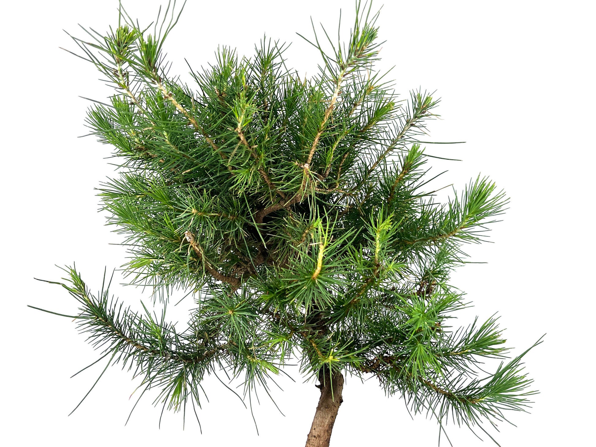 Bonsái Pinus Halepensis – Pino Carrasco 8 Años_4