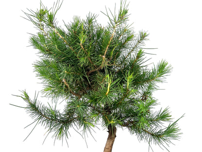 Bonsái Pinus Halepensis – Pino Carrasco 8 Años_4