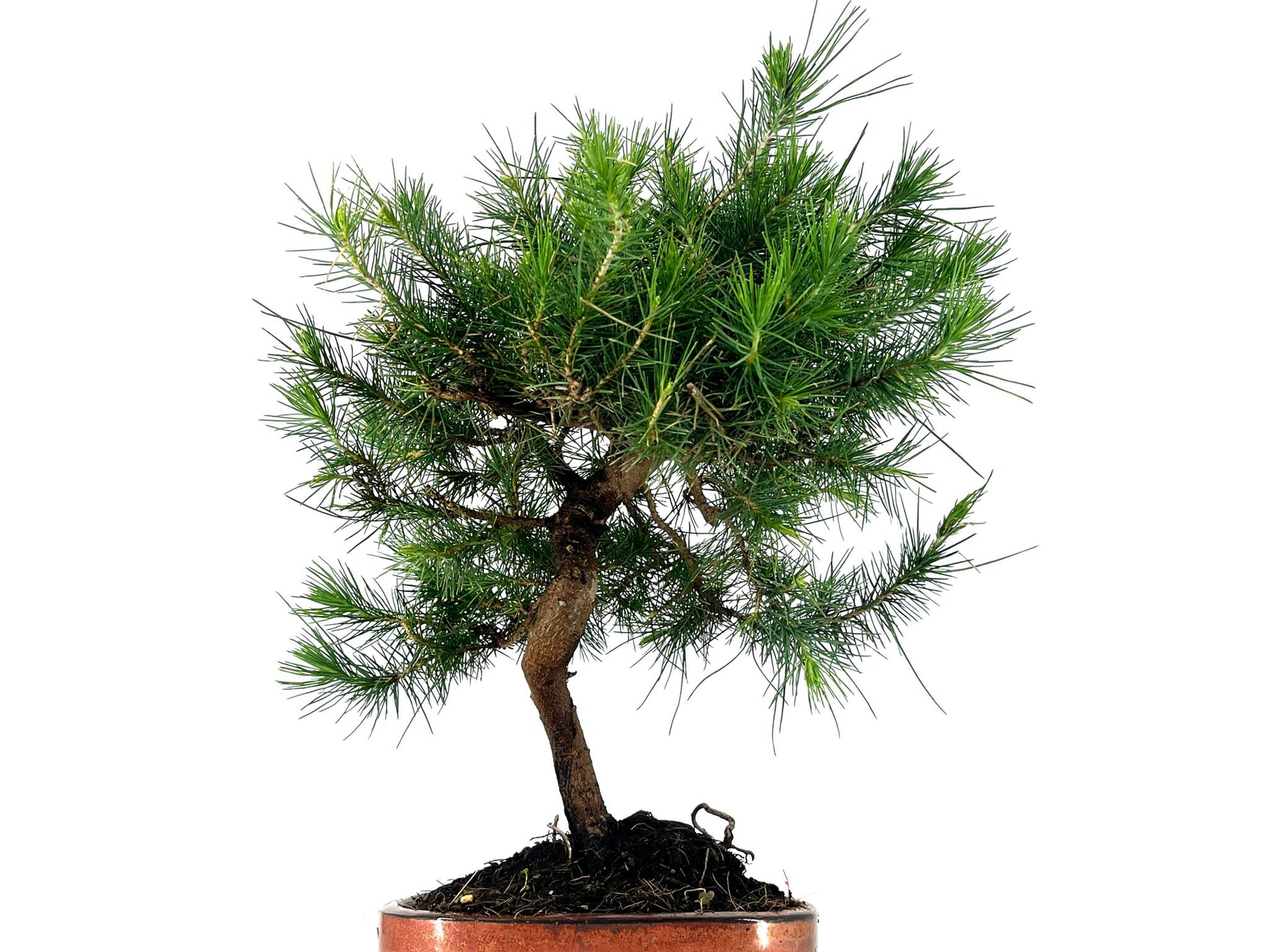 Bonsái Pinus Halepensis – Pino Carrasco 8 Años_5