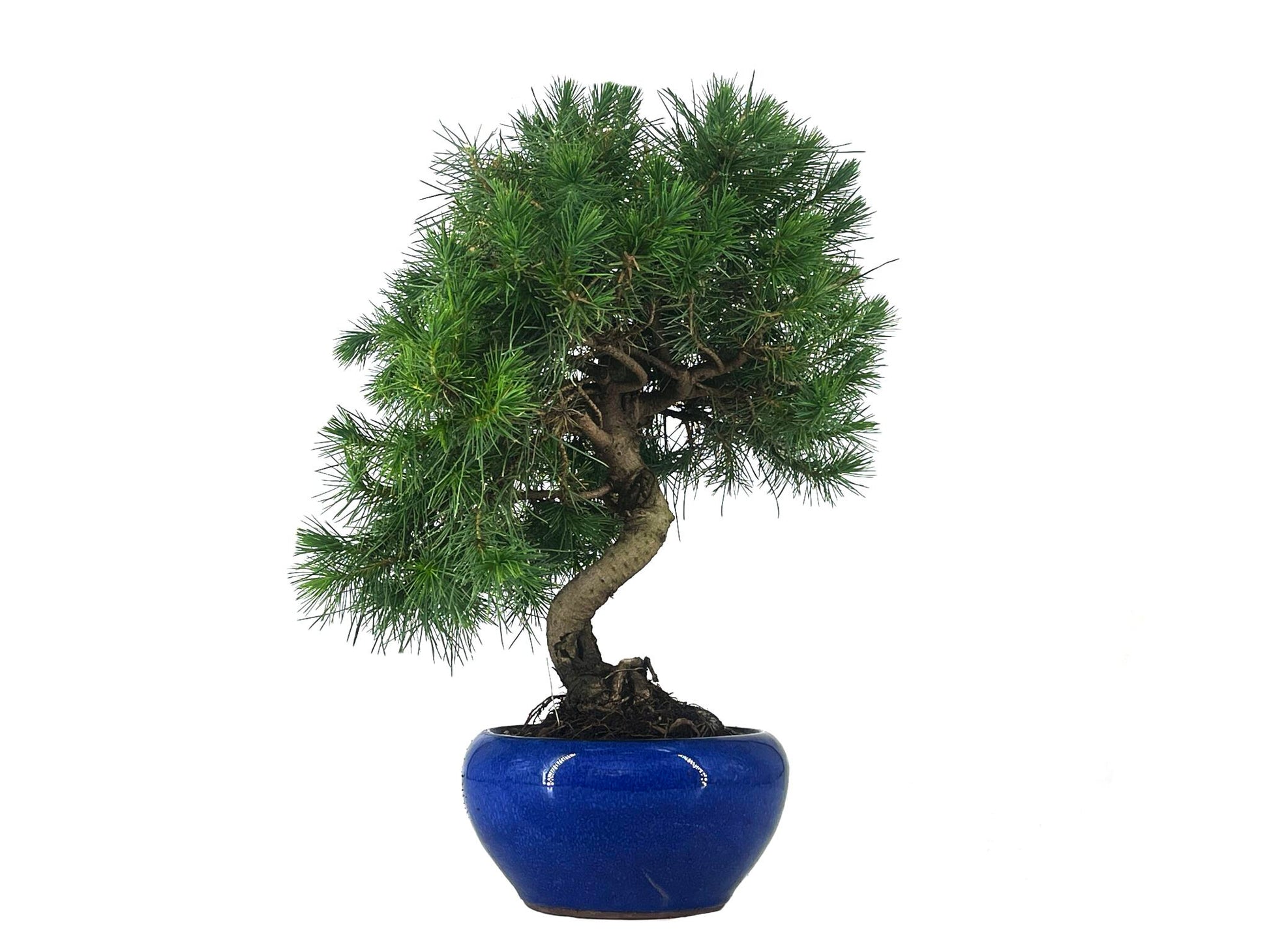 Bonsái Pinus Halepensis – Pino Carrasco 9 Años_1