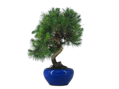 Bonsái Pinus Halepensis – Pino Carrasco 9 Años_1