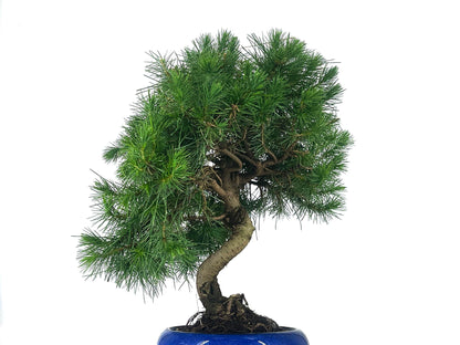 Bonsái Pinus Halepensis – Pino Carrasco 9 Años_2