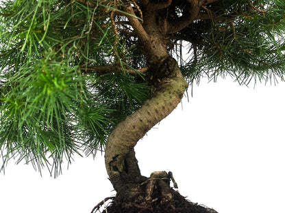 Bonsái Pinus Halepensis – Pino Carrasco 9 Años_3