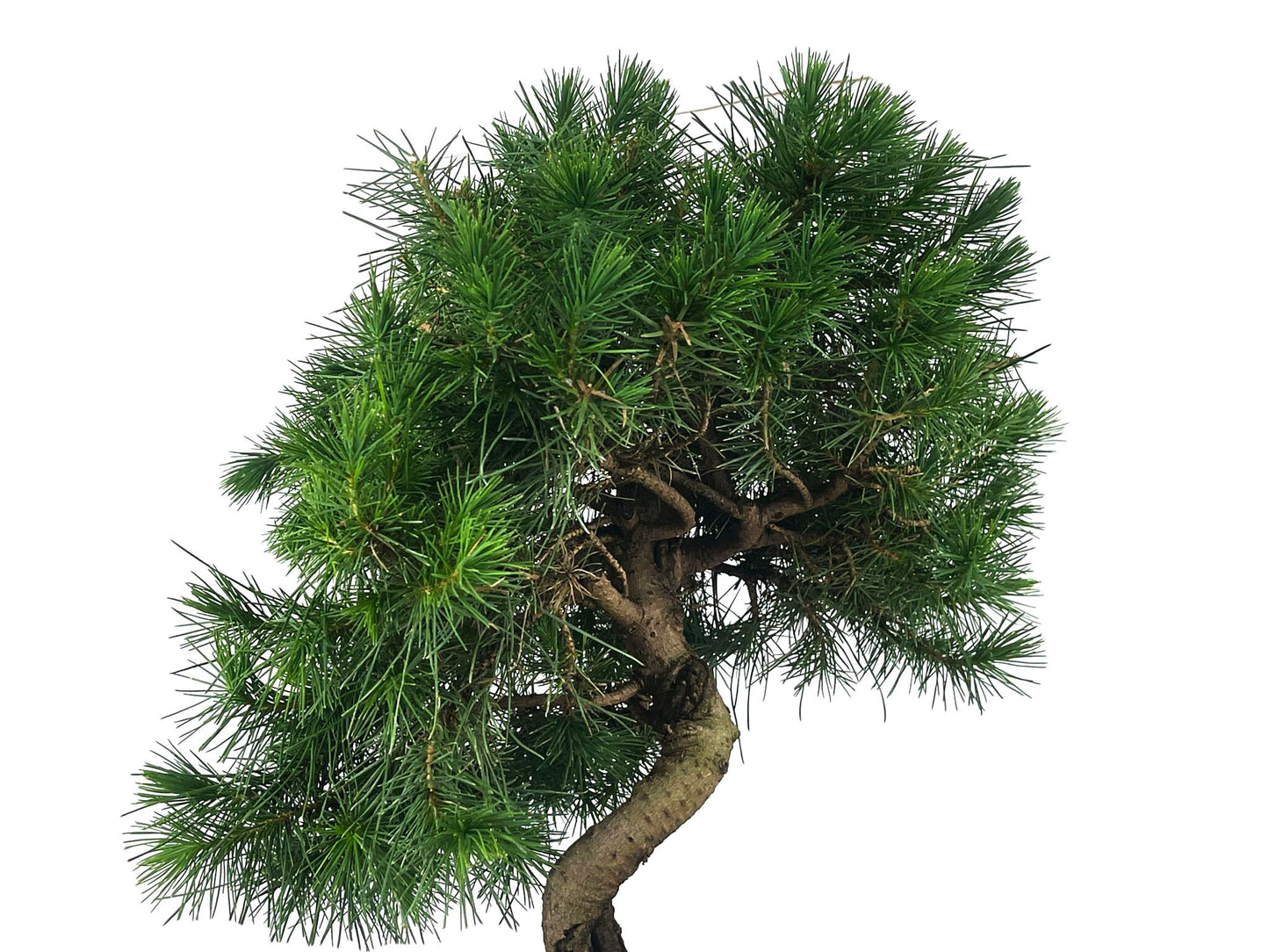 Bonsái Pinus Halepensis – Pino Carrasco 9 Años_4
