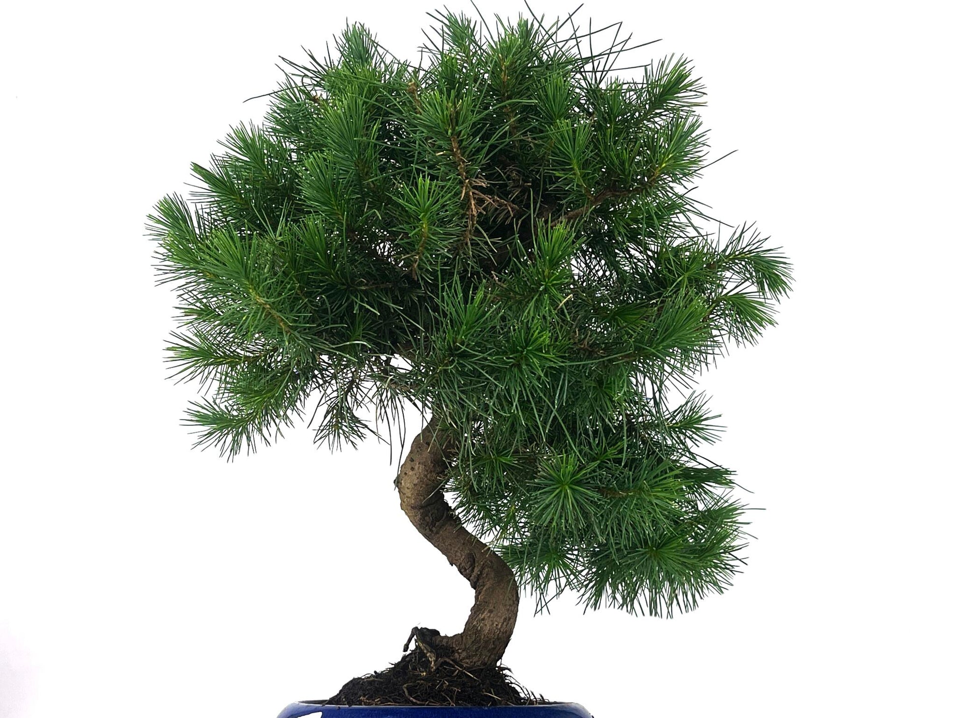 Bonsái Pinus Halepensis – Pino Carrasco 9 Años_5