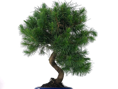 Bonsái Pinus Halepensis – Pino Carrasco 9 Años_5