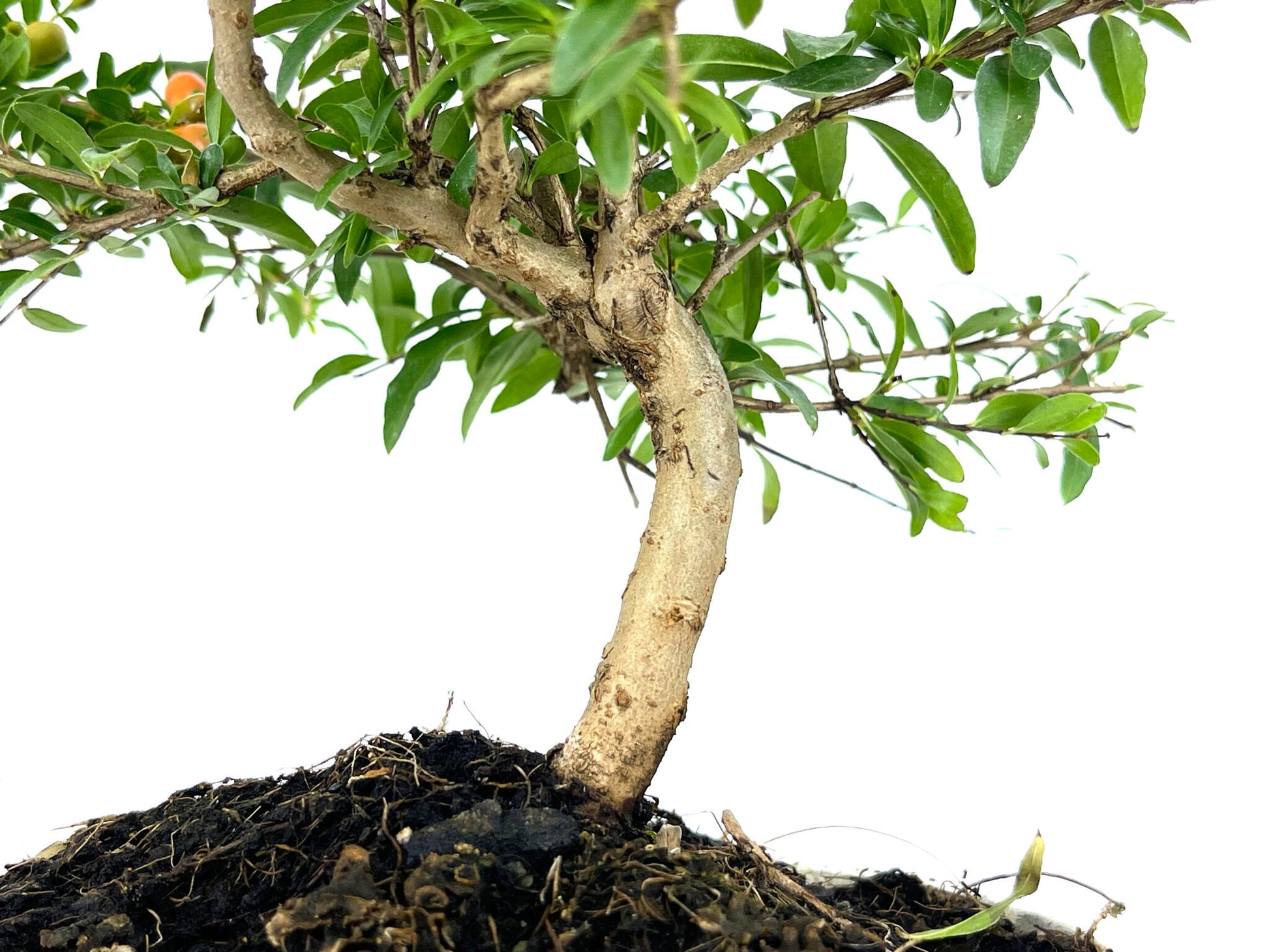 Bonsái Punica Granatum Nana – Granado 7 Años_3