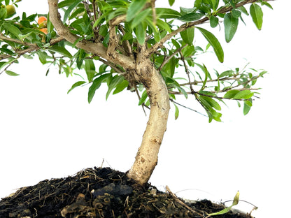 Bonsái Punica Granatum Nana – Granado 7 Años_3