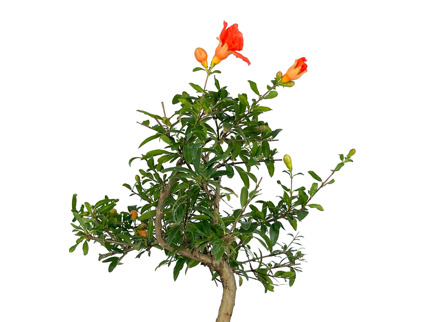 Bonsái Punica Granatum Nana – Granado 7 Años_4