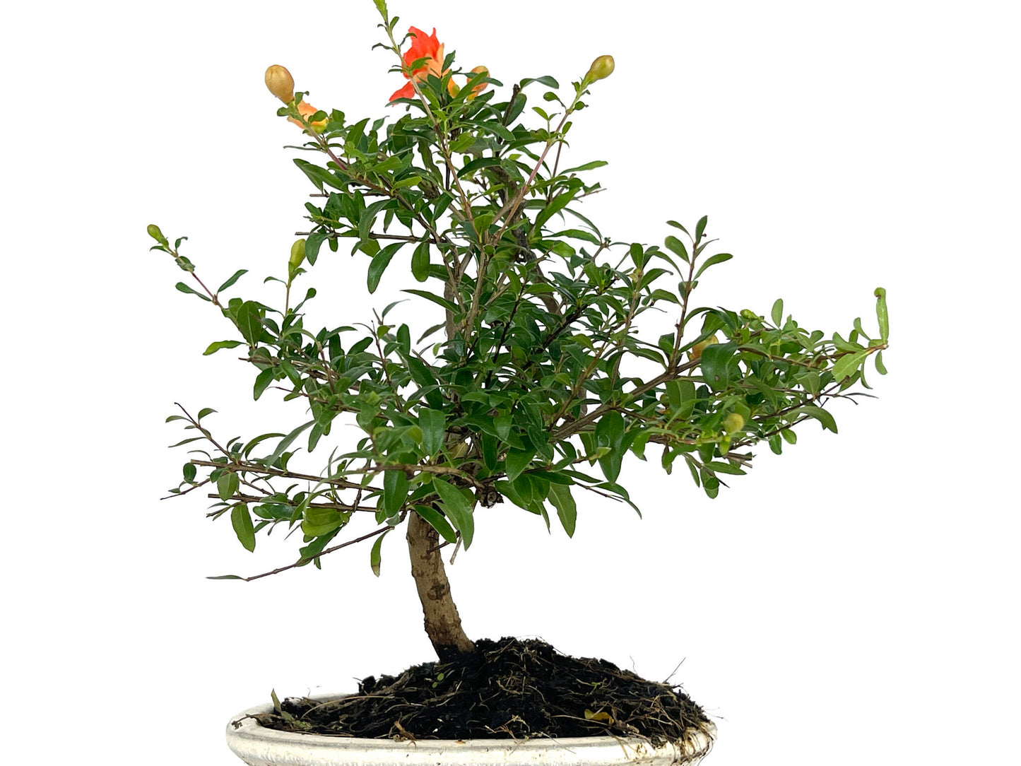 Bonsái Punica Granatum Nana – Granado 7 Años_5