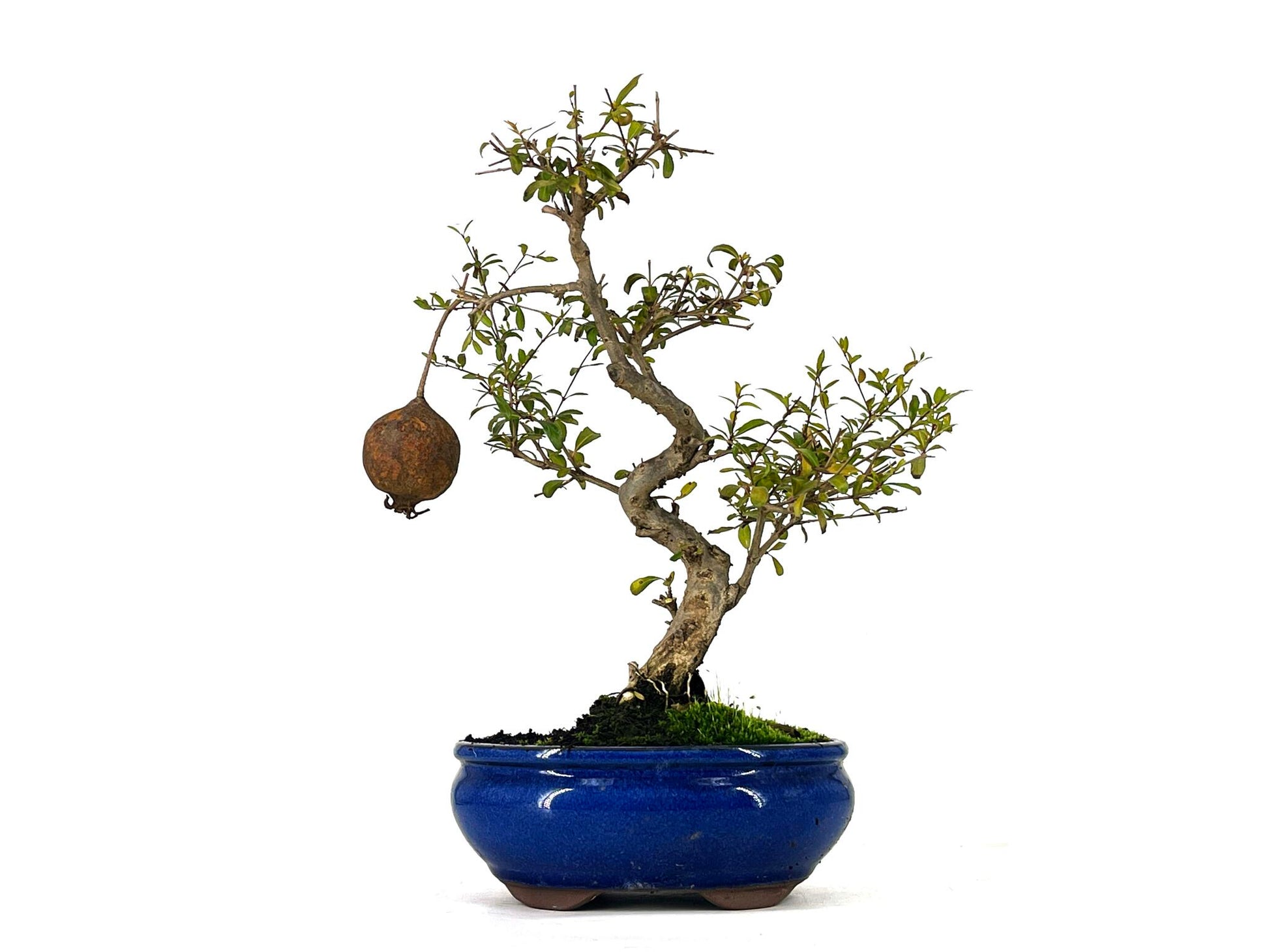Bonsái Punica Granatum Nana – Granado 9 Años en Planeta Huerto