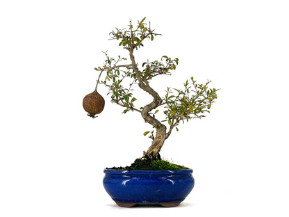 Bonsái Punica Granatum Nana – Granado 9 Años en Planeta Huerto