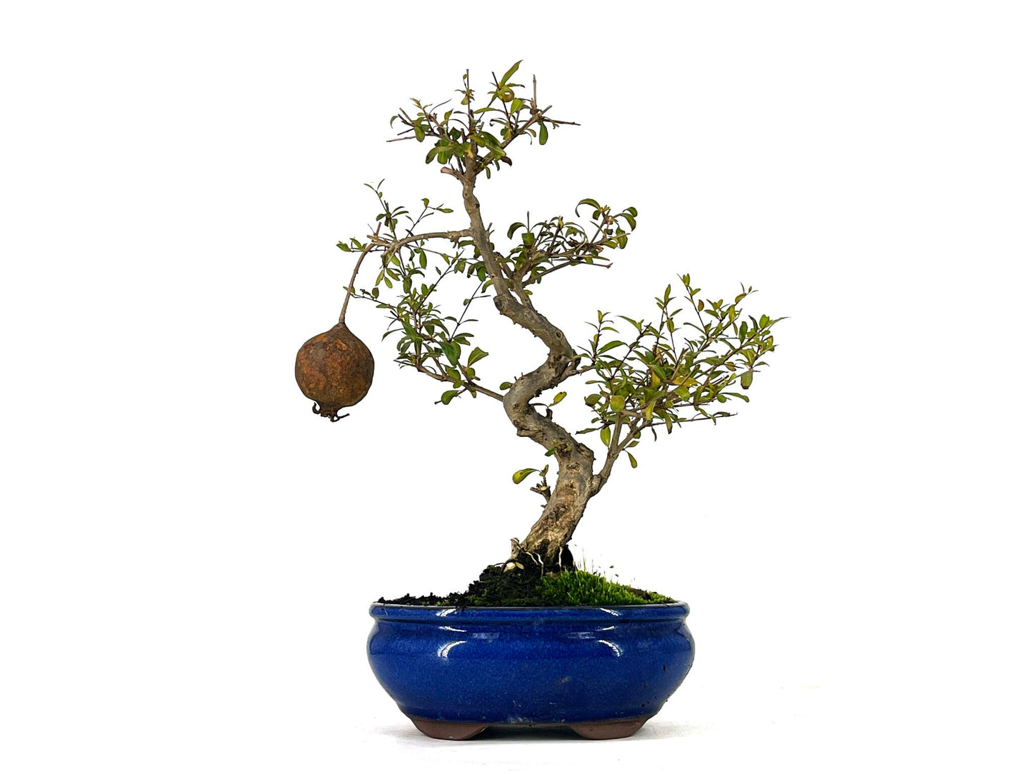 Bonsái Punica Granatum Nana – Granado 9 Años_1