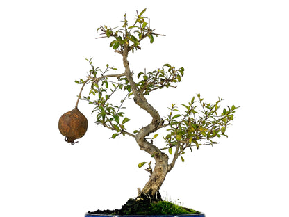 Bonsái Punica Granatum Nana – Granado 9 Años_2
