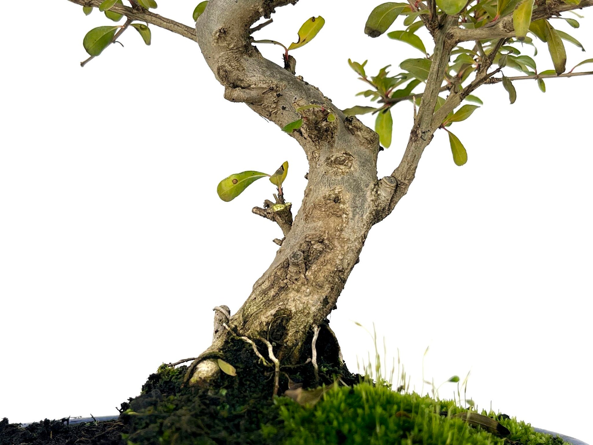 Bonsái Punica Granatum Nana – Granado 9 Años_3