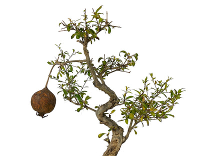 Bonsái Punica Granatum Nana – Granado 9 Años_4