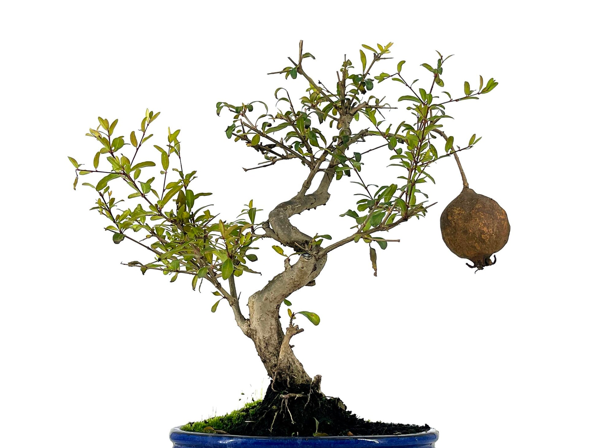 Bonsái Punica Granatum Nana – Granado 9 Años_5