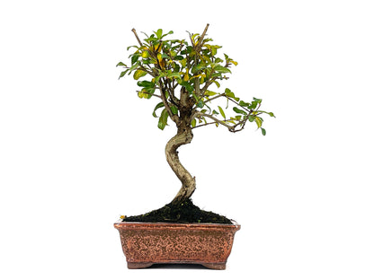 Bonsái Punica Granatum Nejikan – Granado 8 Años_1