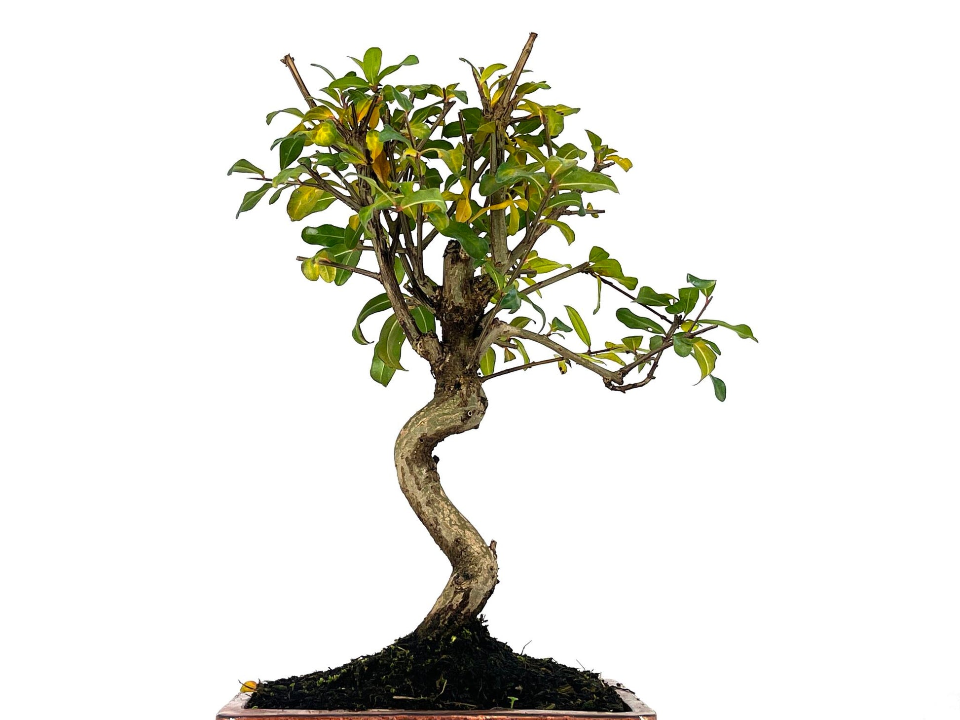 Bonsái Punica Granatum Nejikan – Granado 8 Años_2