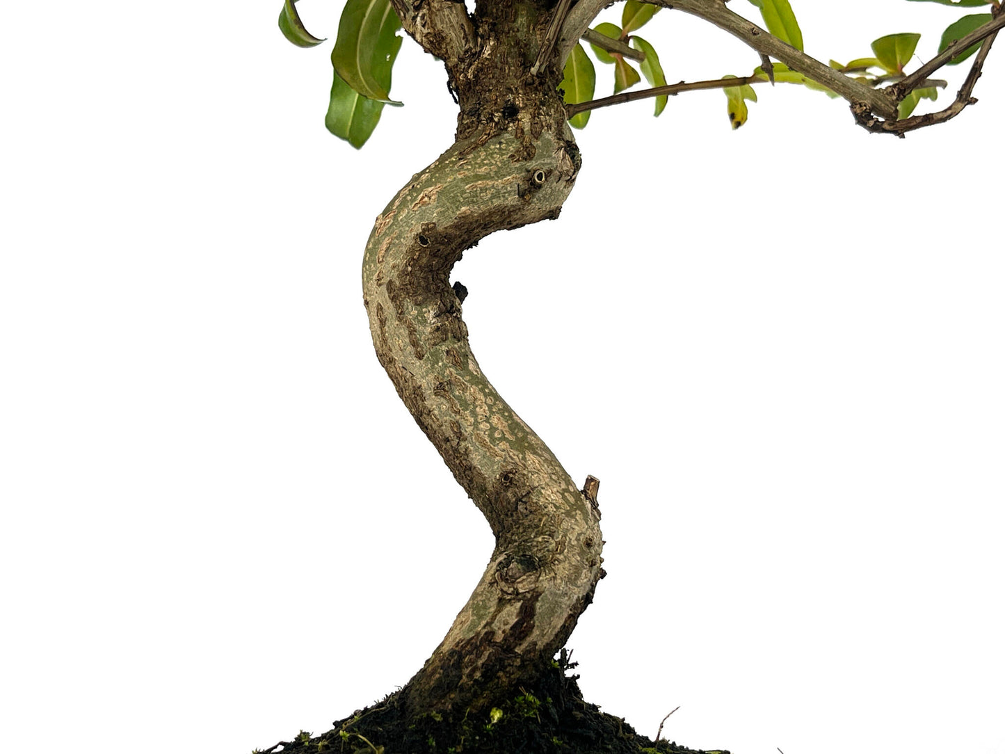 Bonsái Punica Granatum Nejikan – Granado 8 Años_3