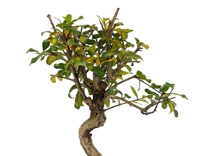 Bonsái Punica Granatum Nejikan – Granado 8 Años_4