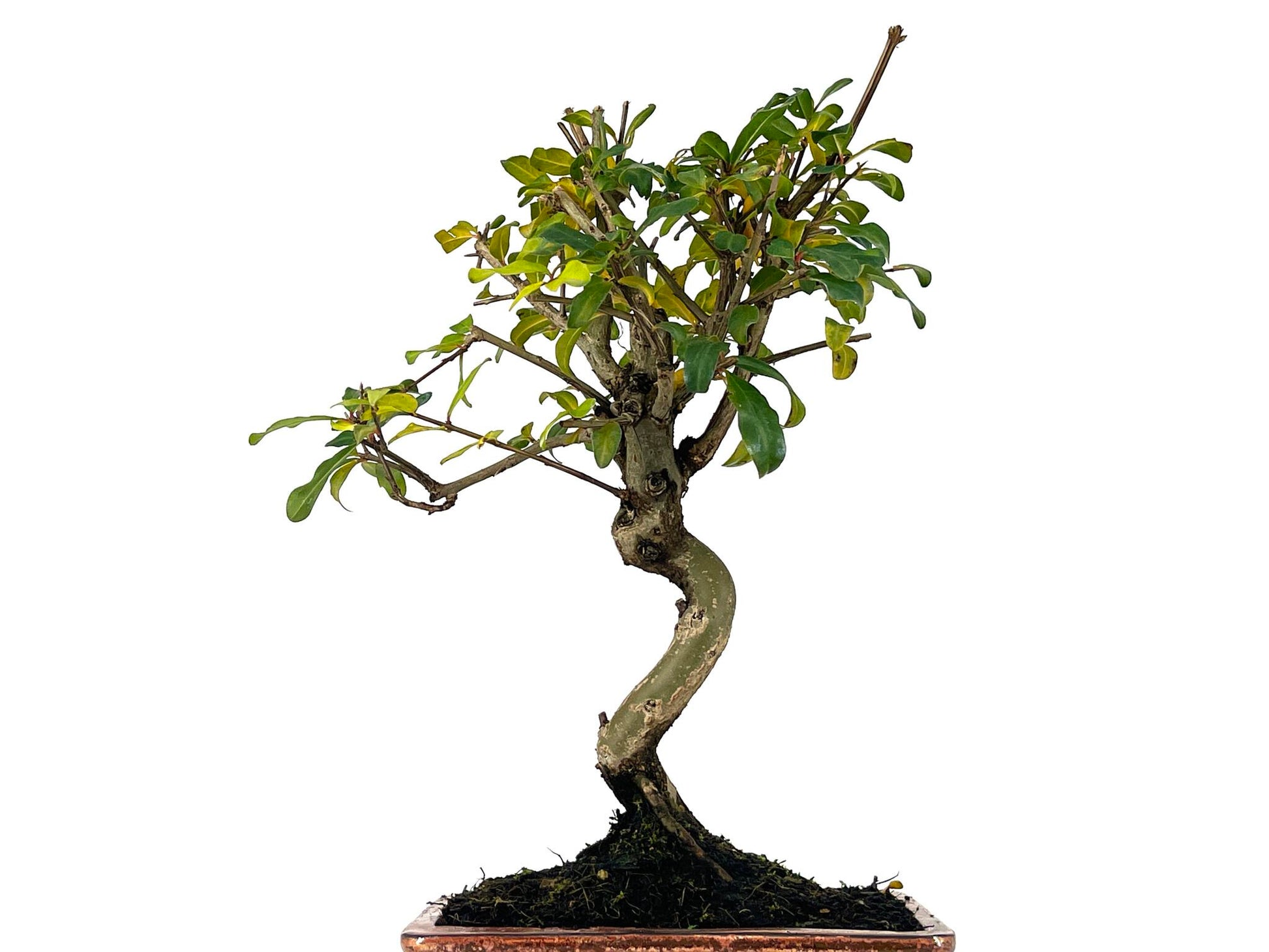 Bonsái Punica Granatum Nejikan – Granado 8 Años_5