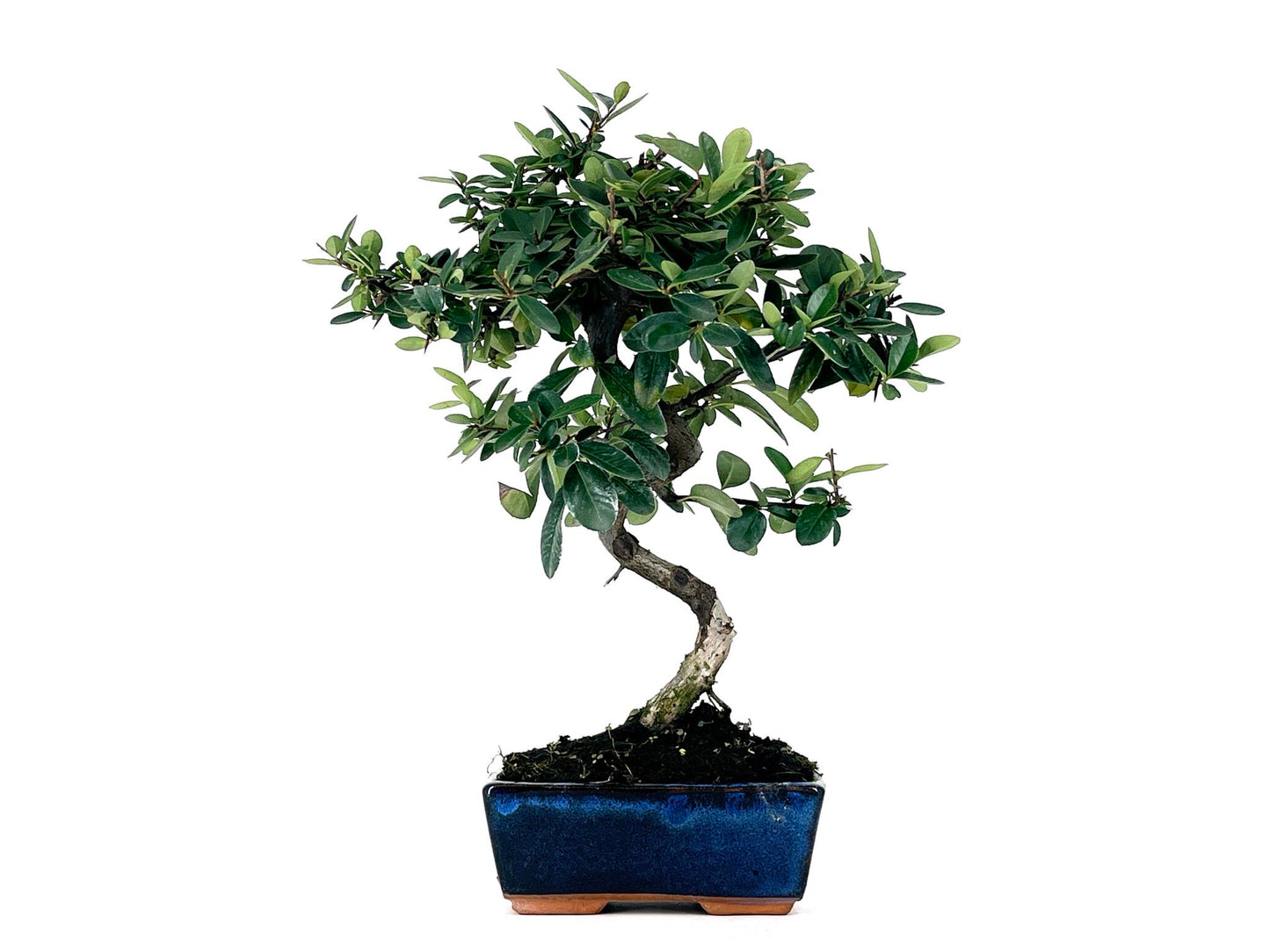 Bonsái Pyracantha – Espino De Fuego 7 Años_1