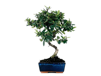 Bonsái Pyracantha – Espino De Fuego 7 Años_1