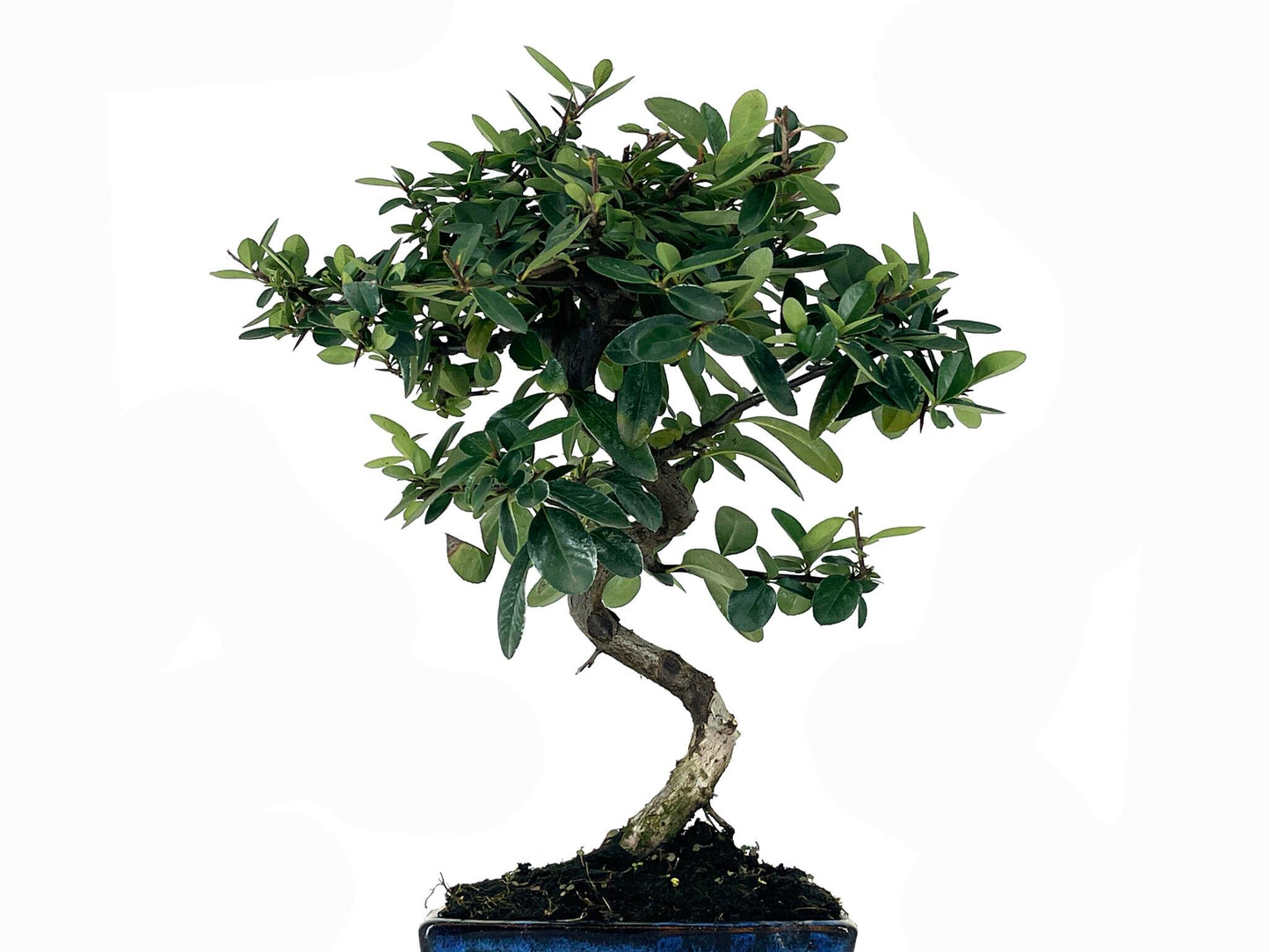 Bonsái Pyracantha – Espino De Fuego 7 Años_2