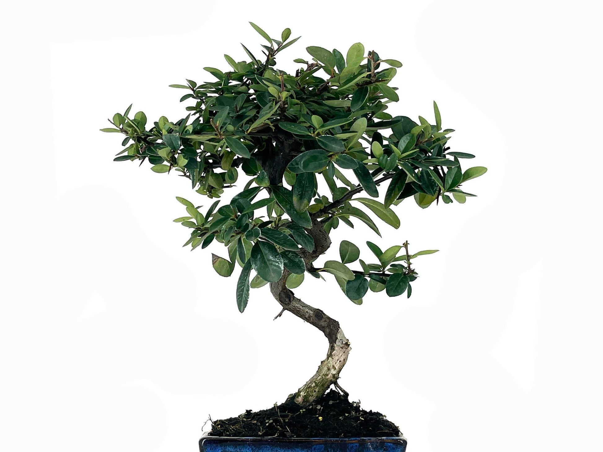 Bonsái Pyracantha – Espino De Fuego 7 Años_2