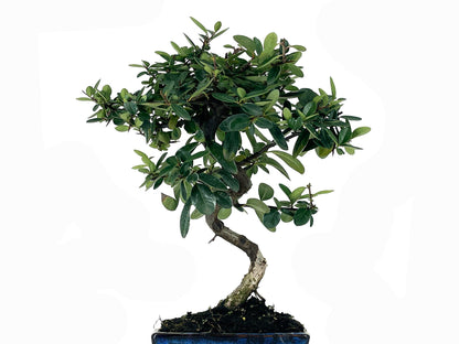Bonsái Pyracantha – Espino De Fuego 7 Años_2