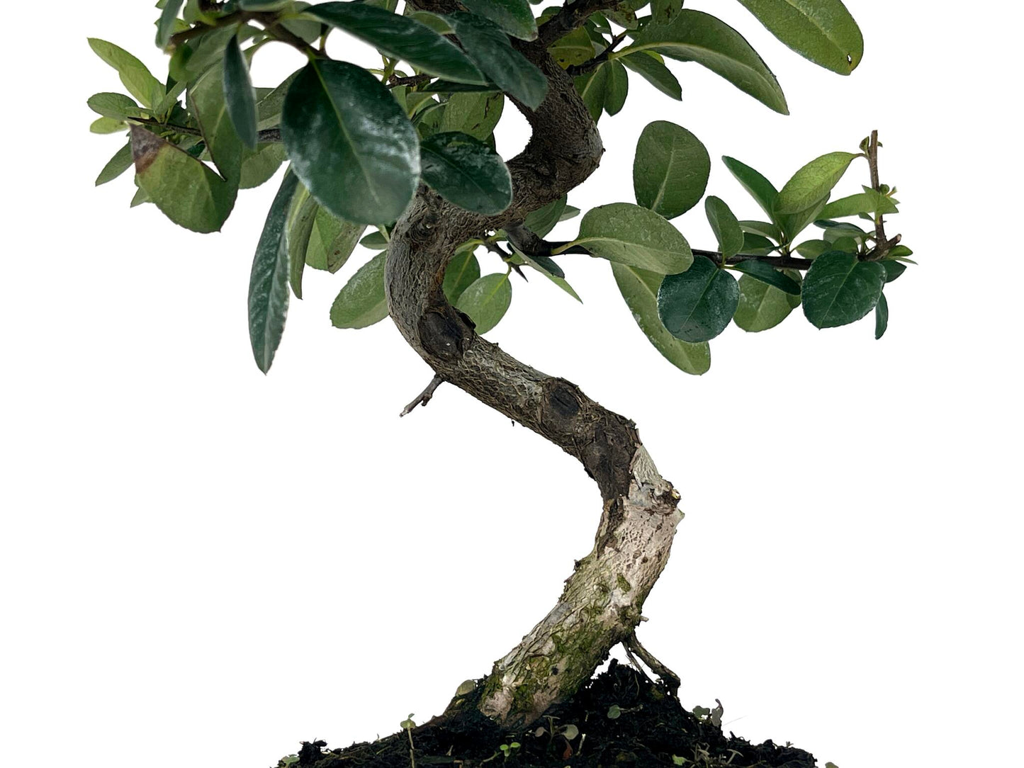 Bonsái Pyracantha – Espino De Fuego 7 Años_3