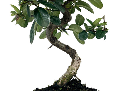Bonsái Pyracantha – Espino De Fuego 7 Años_3