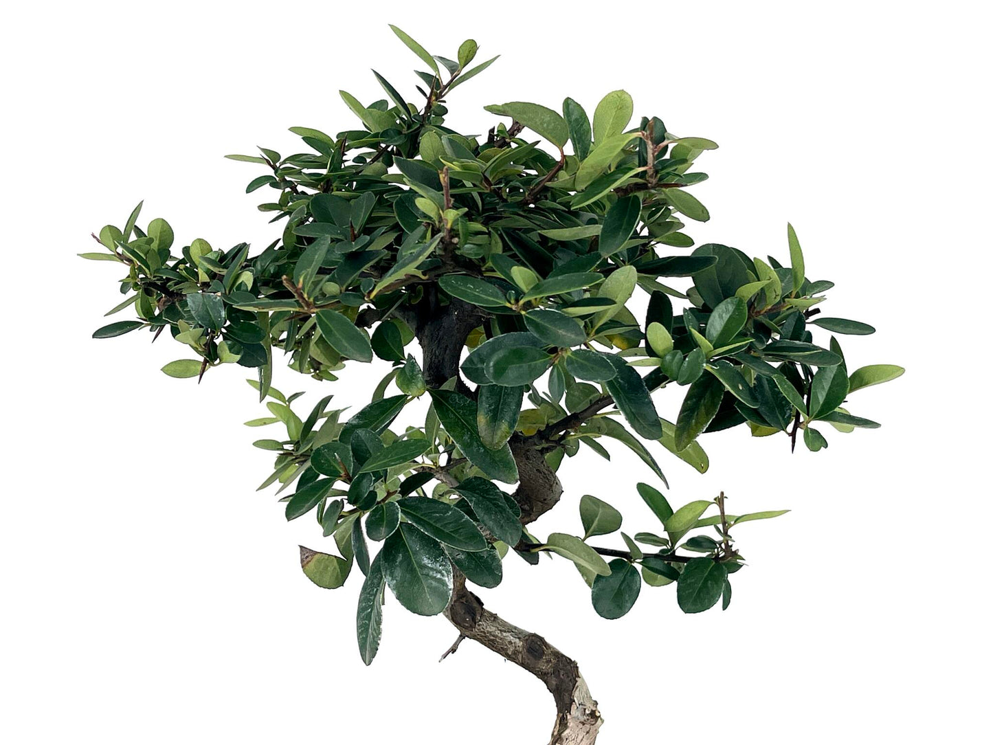 Bonsái Pyracantha – Espino De Fuego 7 Años_4