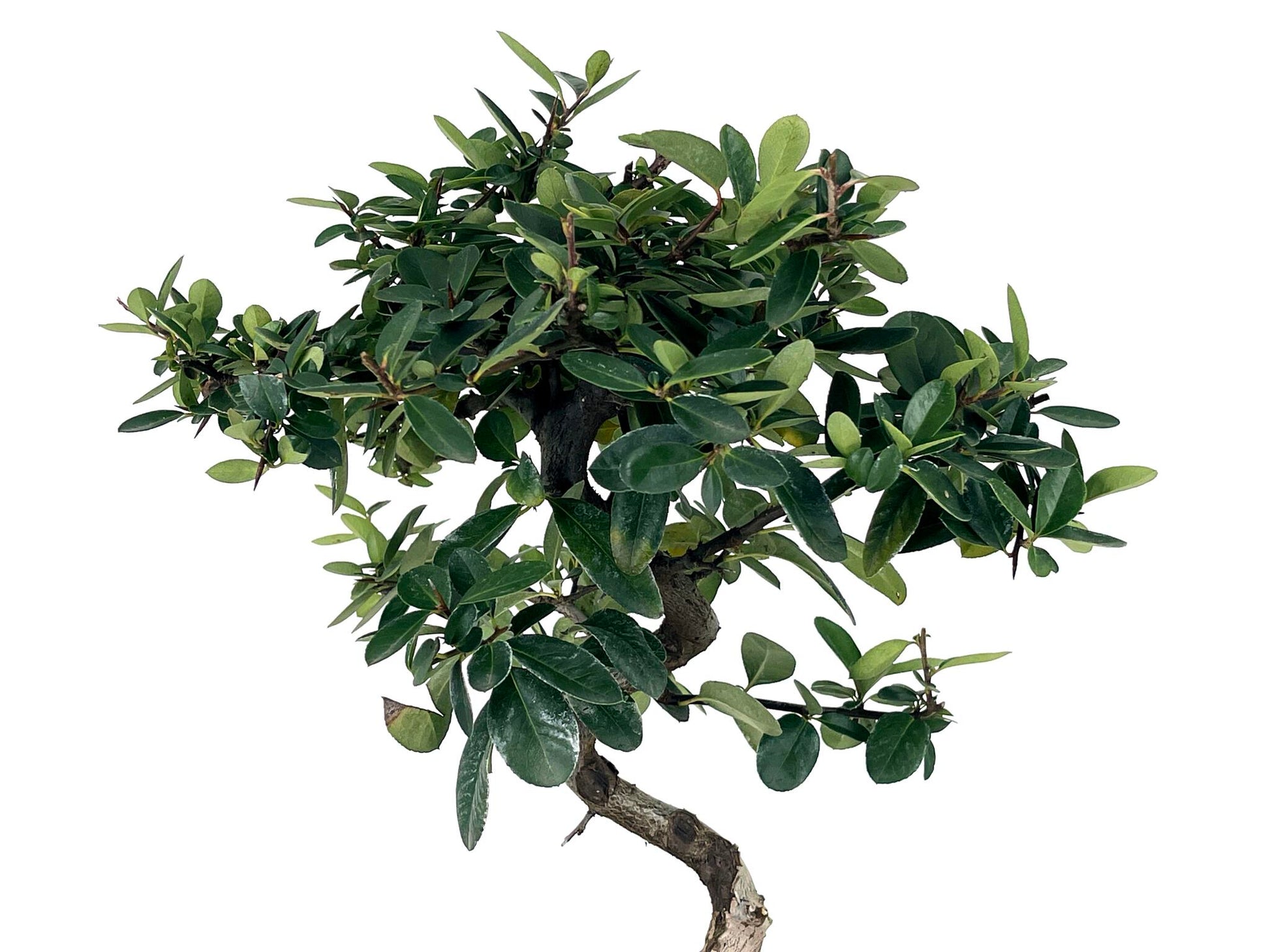Bonsái Pyracantha – Espino De Fuego 7 Años_4