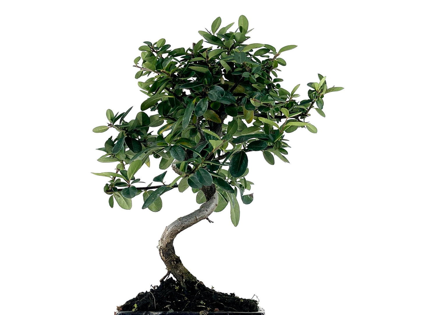 Bonsái Pyracantha – Espino De Fuego 7 Años_5