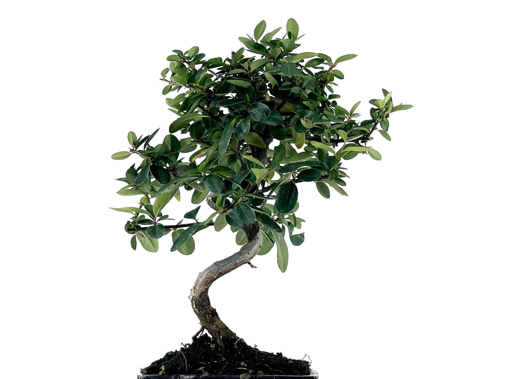 Bonsái Pyracantha – Espino De Fuego 7 Años_5
