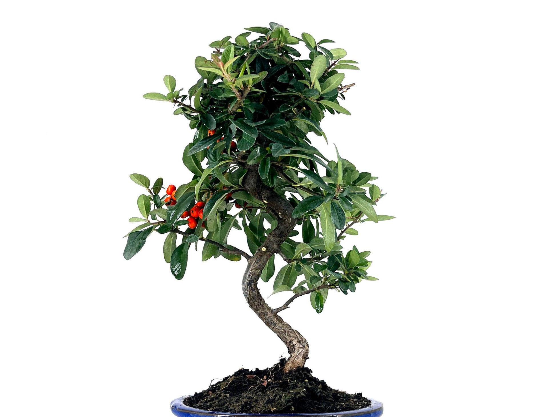 Bonsái Pyracantha – Espino De Fuego 8 Años_2