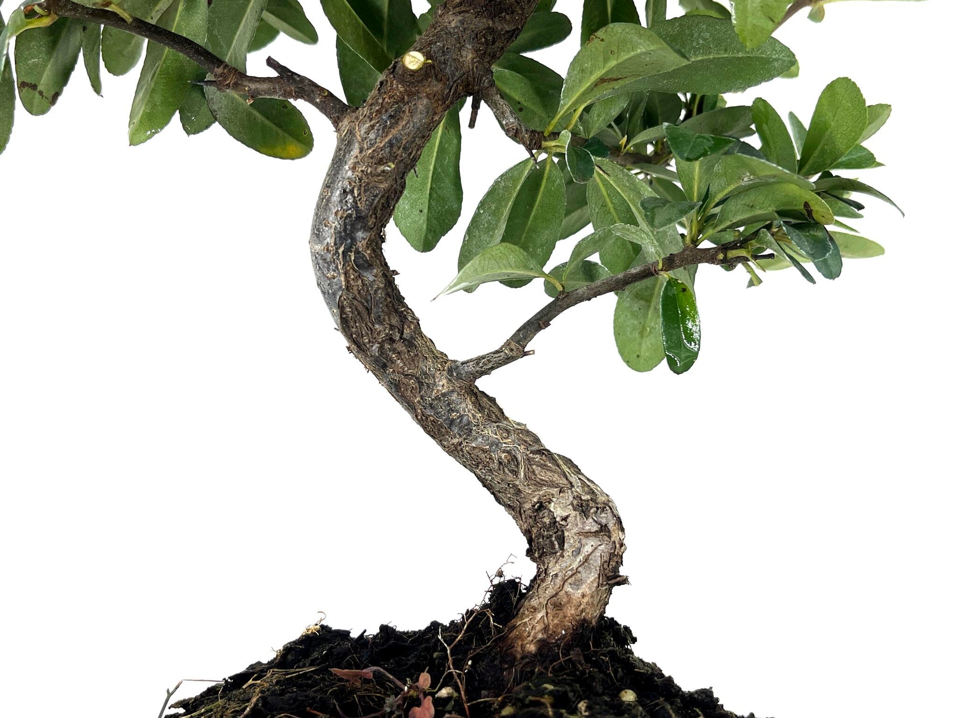 Bonsái Pyracantha – Espino De Fuego 8 Años_3