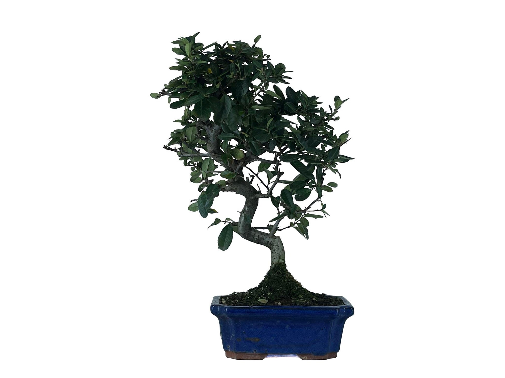 Bonsái Pyracantha – Espino De Fuego 9 Años_1