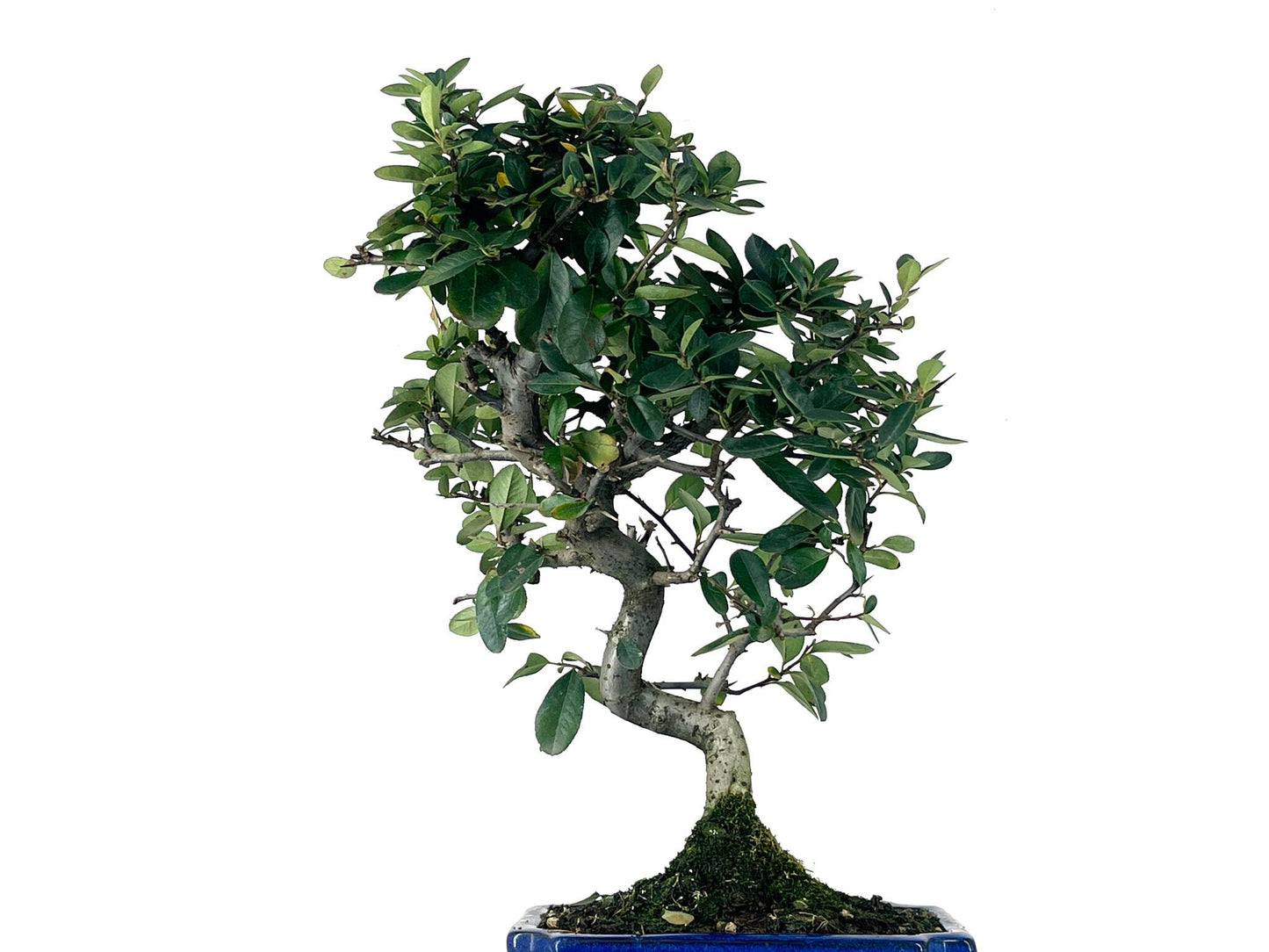 Bonsái Pyracantha – Espino De Fuego 9 Años_2
