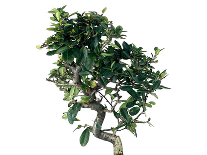 Bonsái Pyracantha – Espino De Fuego 9 Años_4