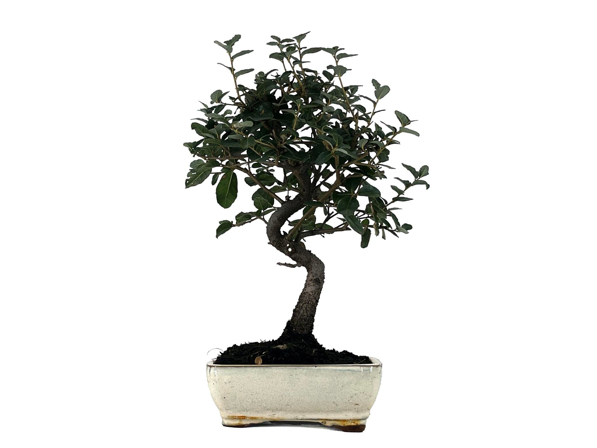 Bonsái Quercus Suber – Alcornoque 7 Años_1