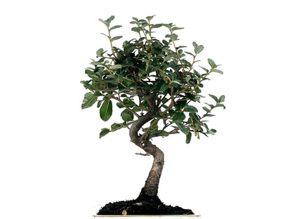 Bonsái Quercus Suber – Alcornoque 7 Años_2