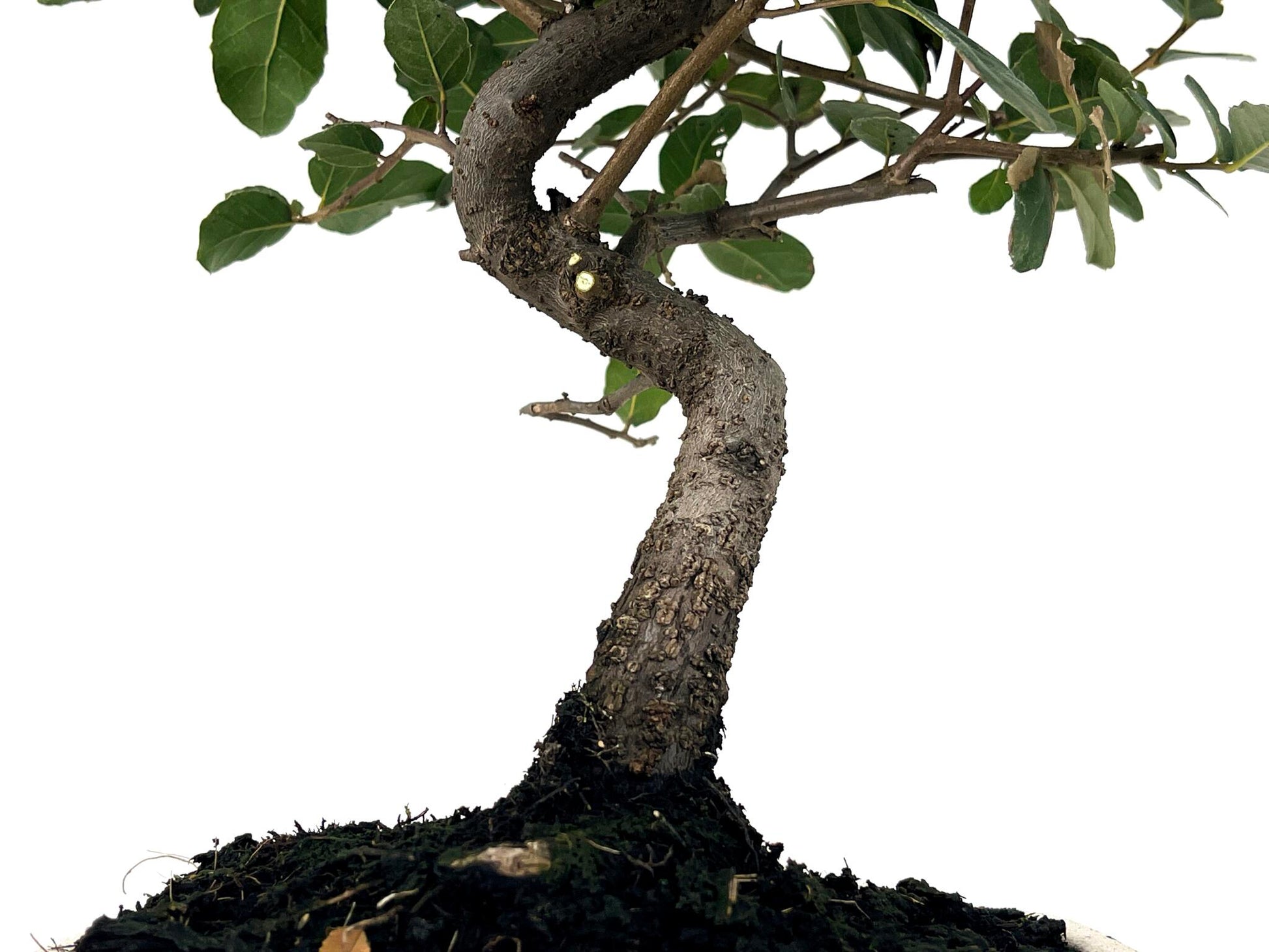 Bonsái Quercus Suber – Alcornoque 7 Años_3