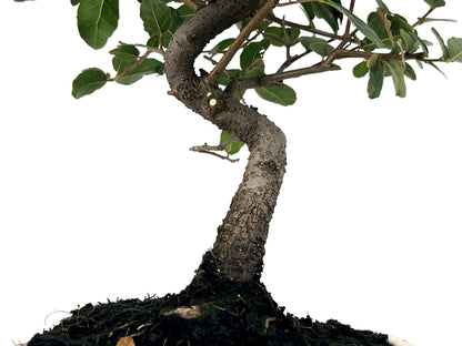 Bonsái Quercus Suber – Alcornoque 7 Años_3