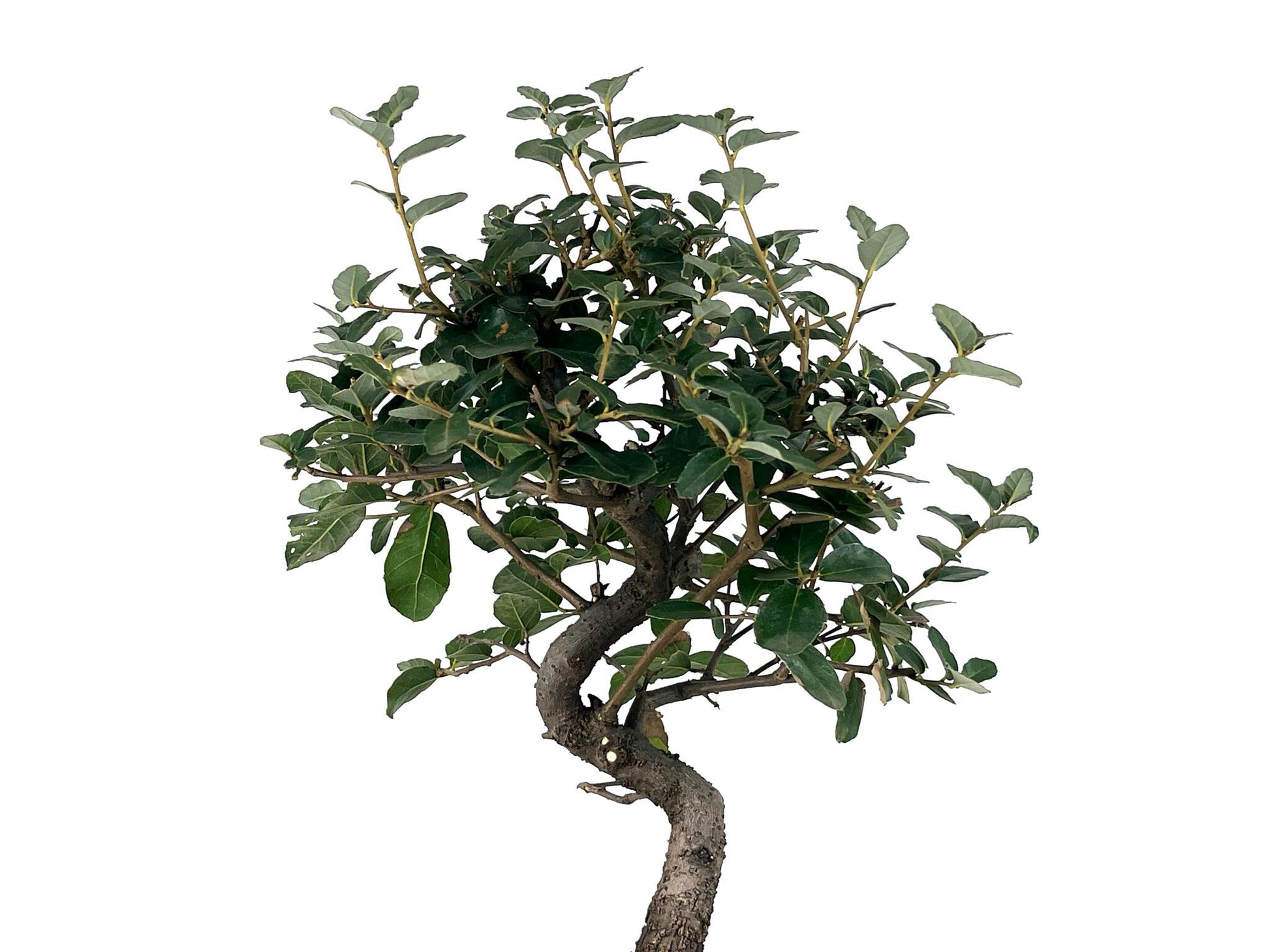 Bonsái Quercus Suber – Alcornoque 7 Años_4