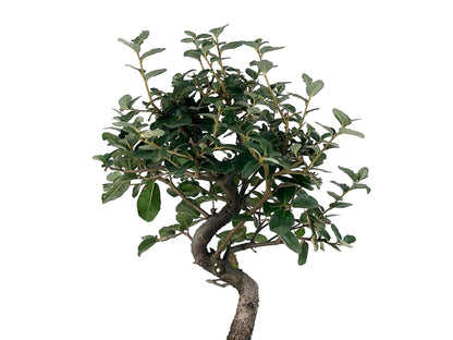 Bonsái Quercus Suber – Alcornoque 7 Años_4