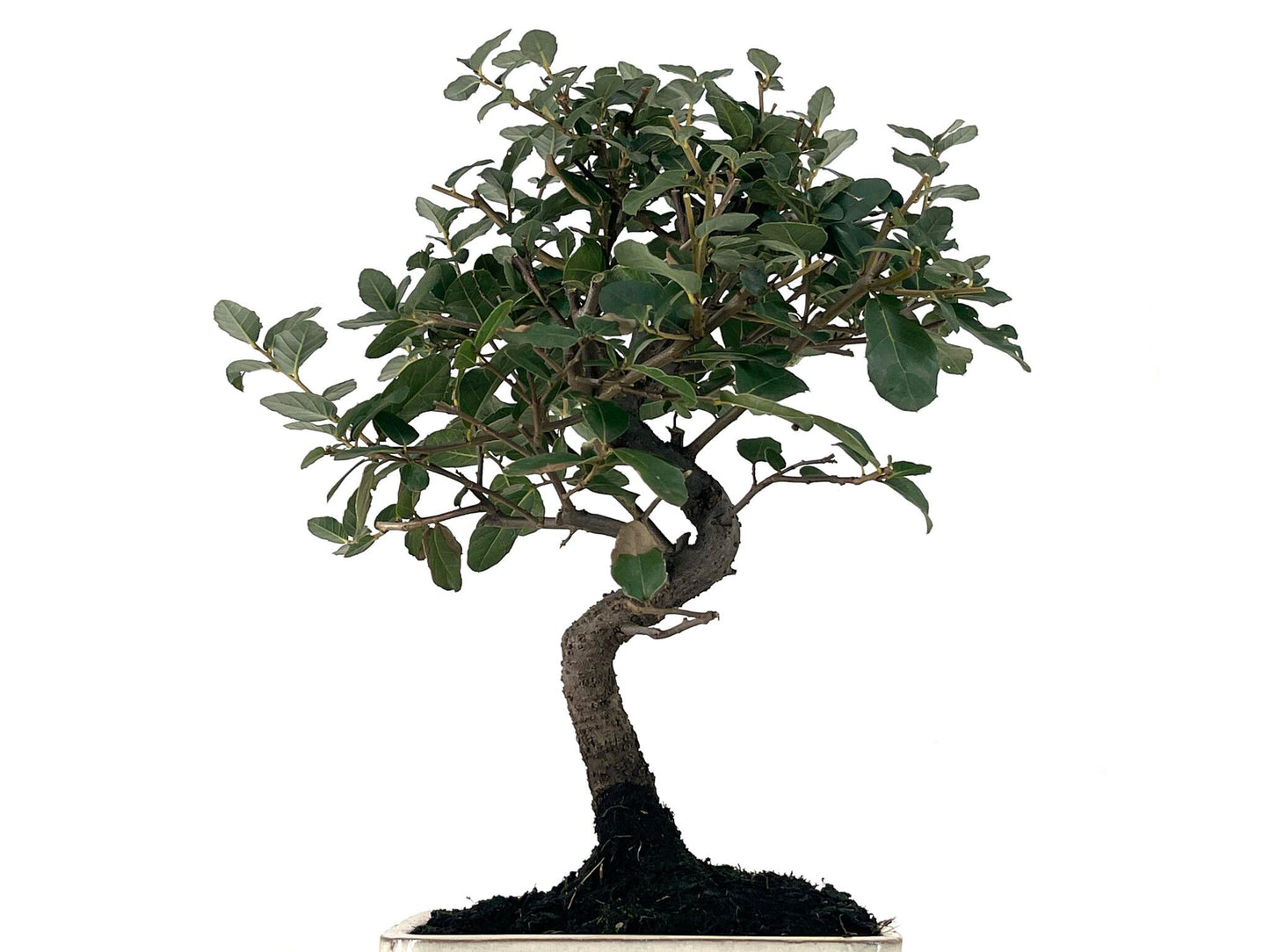 Bonsái Quercus Suber – Alcornoque 7 Años_5